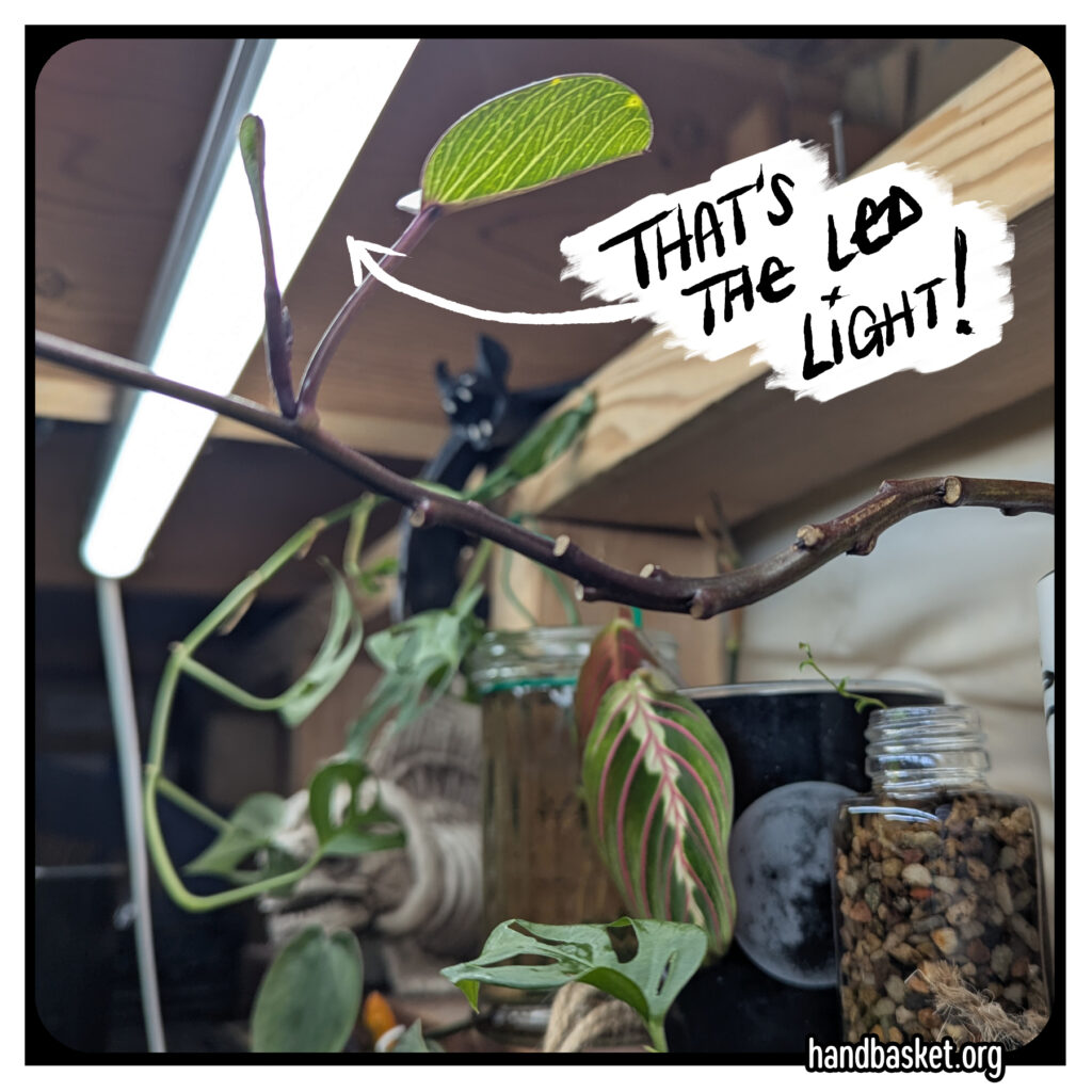 a hilarious rubber Halloween bat, plus some happy plants growing up toward my bright LED shop light