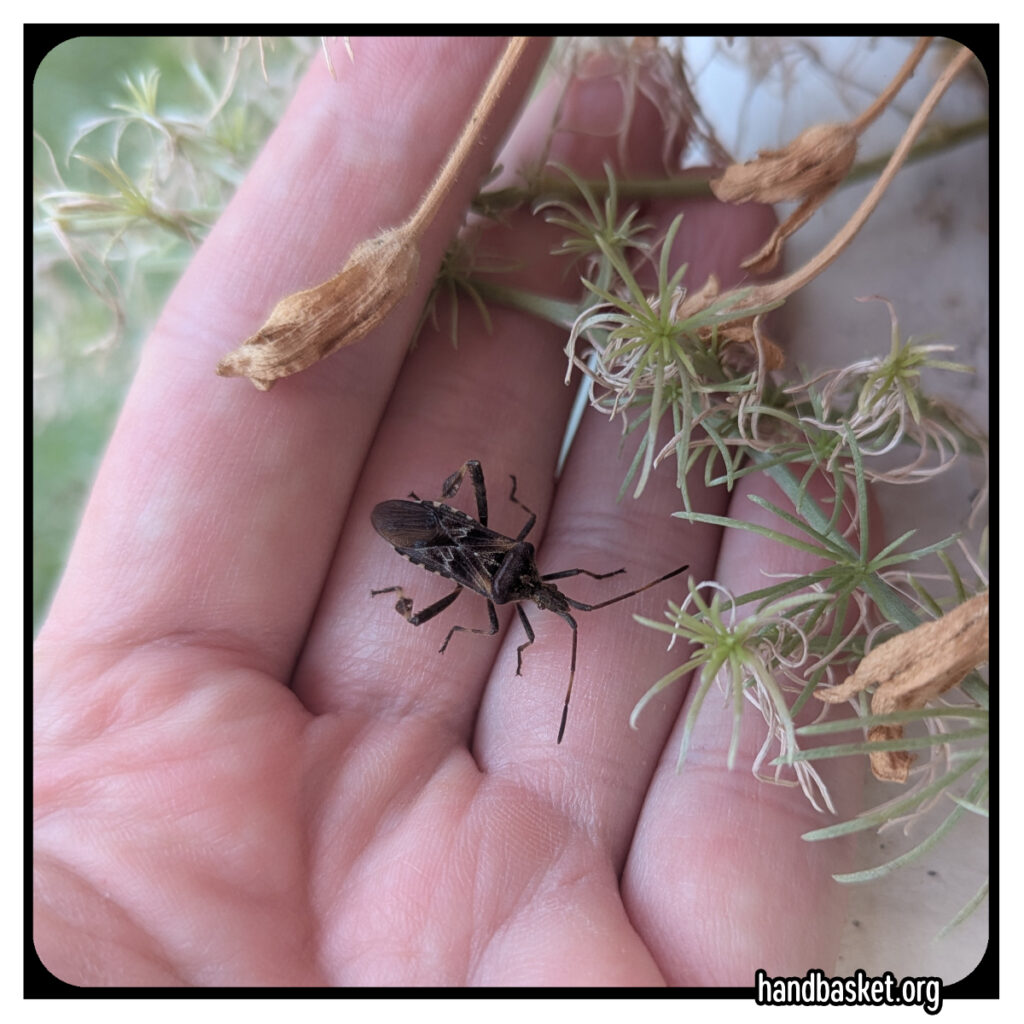 a very pretty, delicate-limbed beetle cradled in my palm