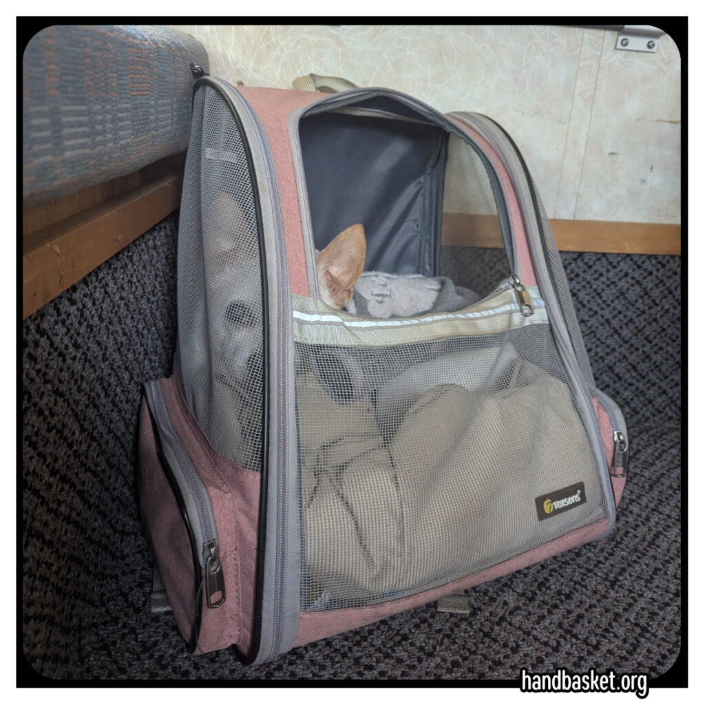 Sleepy little chihuahua peering out of a pink backpack