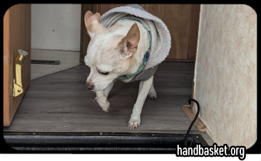 A cute old chihuahua in a hoodie looking reluctant to go down some steep new steps