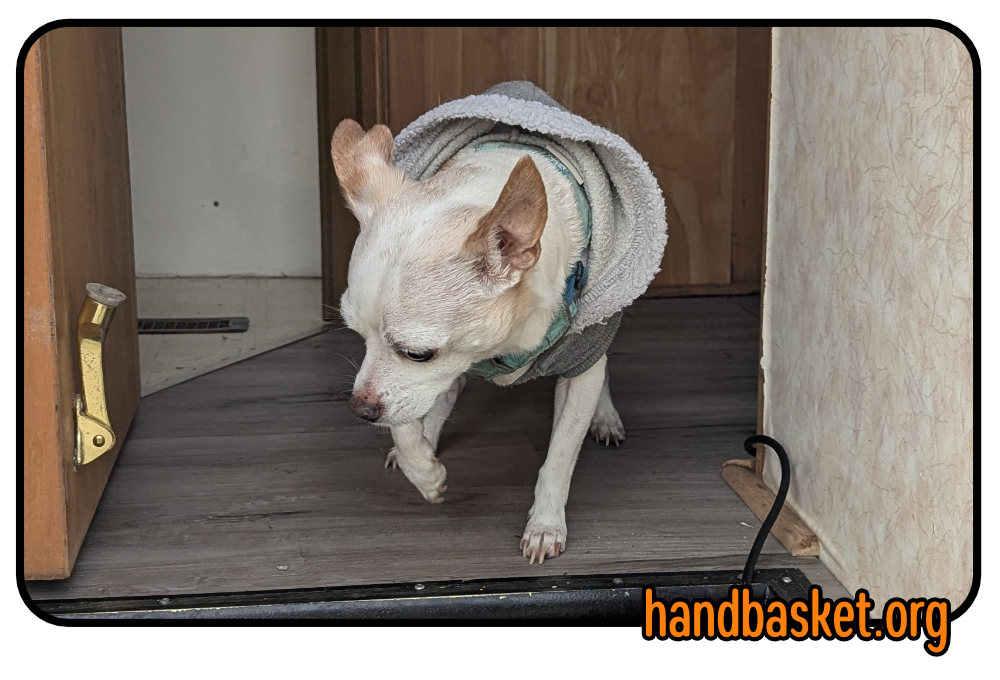 A cute old chihuahua in a hoodie looking reluctant to go down some steep new steps