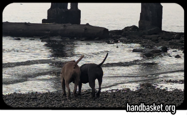 twin staffie puppies on a grim grey beach, leaning against each other as they sniff at the rising tide