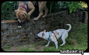 An American Staffordshire Terrier and a chihuahua hunting popcorn in mossy landscaping
