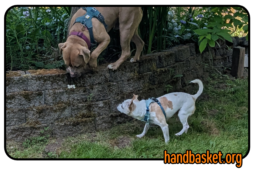 An American Staffordshire Terrier and a chihuahua hunting popcorn in mossy landscaping
