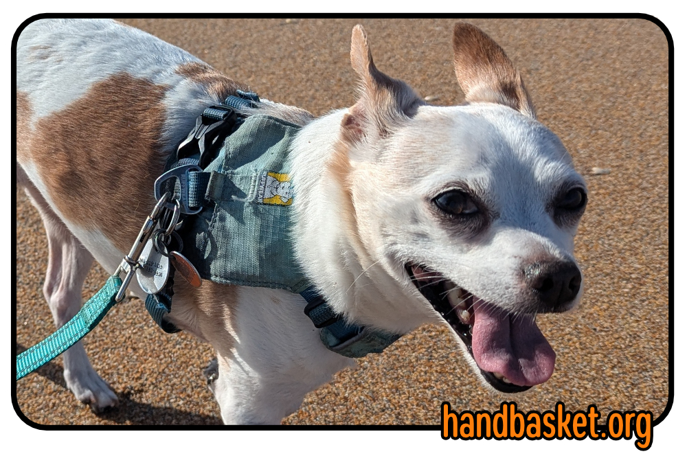 very happy chihuahua on a sunny Florida beach