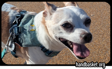 very happy chihuahua on a sunny Florida beach